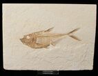 Nice Diplomystus Fish Fossil From Wyoming #15939-1